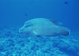 福島県いわき市のビジネスホテル「東横INNいわき駅前」の魅力と詳細情報